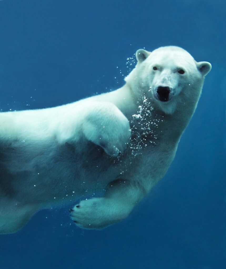 ToF Fotobehang dieren ijsbeer onderwater