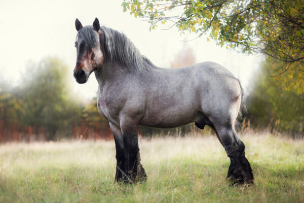 ToF Fotobehang paard Belgisch trekpaard in een wei