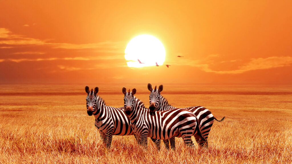 ToF Fotobehang zebra drie stuks met op achtegrond avondzon