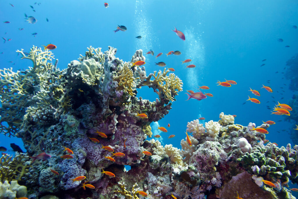 ToF Behang onderwater koraal oranje vissen