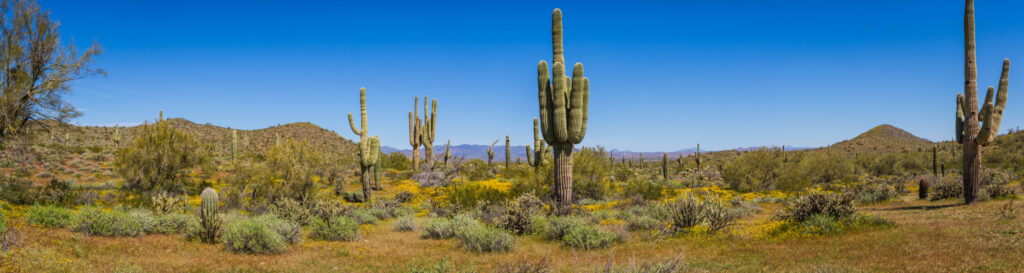 ToF Behang landschap Sonorawoestijn met cactussen
