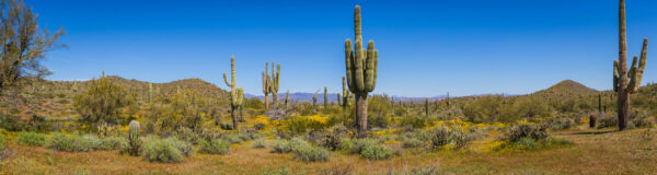 ToF FotobeBehang bloemen landschap Sonorawoestijn in volle zon