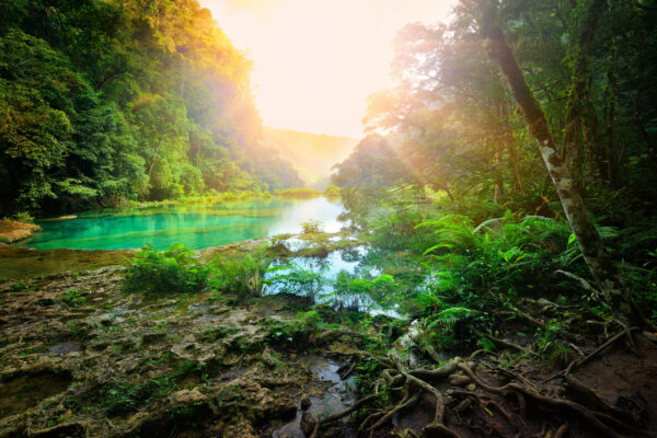 ToF Fotobehang jungle groen water