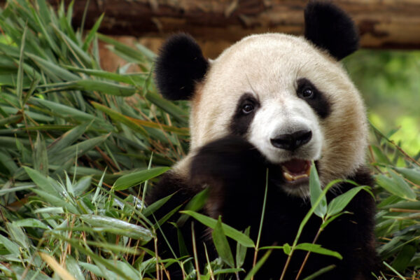 ToF Fotobehang dier bamboo etende pandabeer
