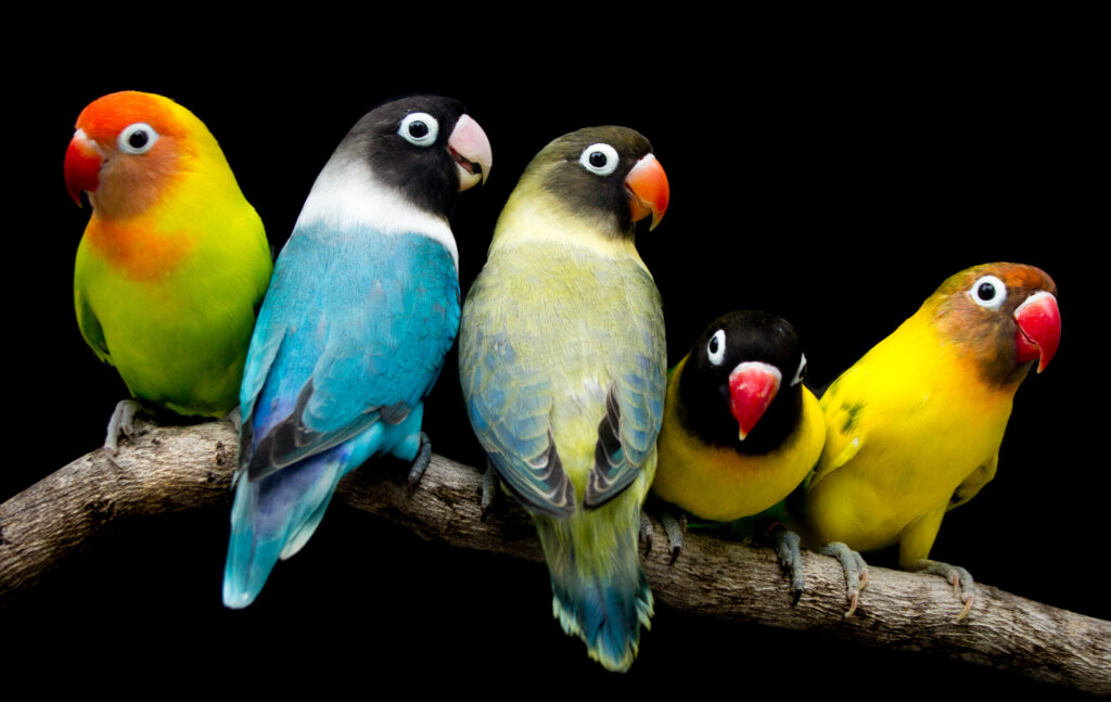 ToF Fotobehang vogel vijf papegaaien op een tak