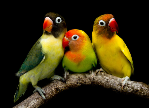 ToF Fotobehang vogel drie papegaaien op een tak