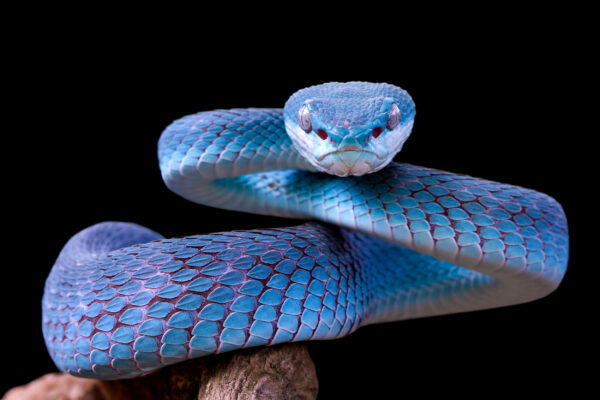 ToF Fotobehang dier blauwe slang die dreigend kijkt