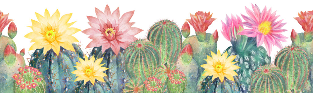 ToF Behang planten border van veelkleurige bloeiende cactussen