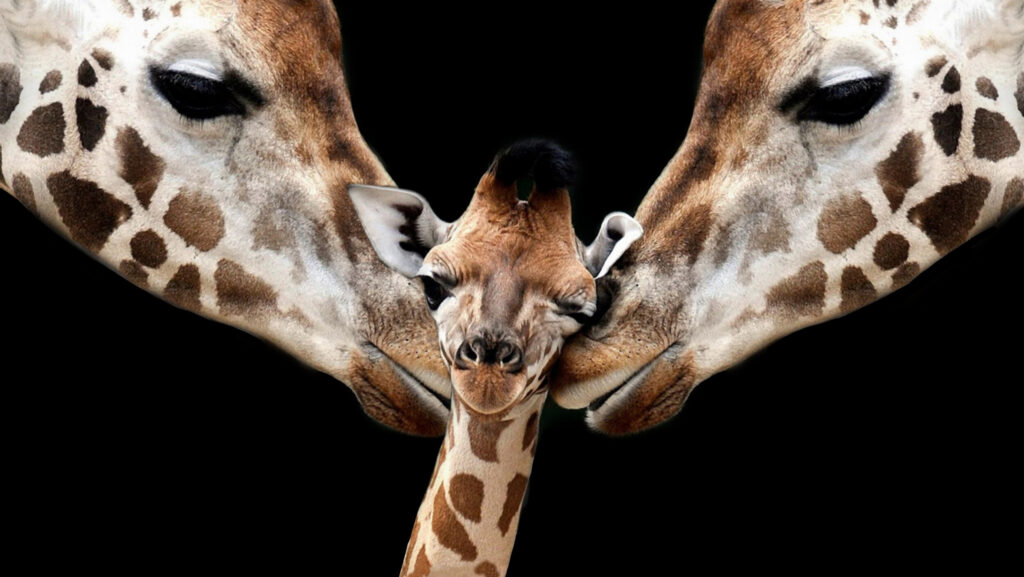 ToF Fotobehang giraffen met kleine giraffe