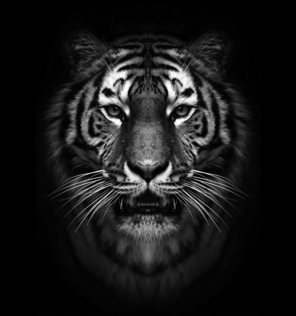 ToF Fotobehang tijger close-up in zwart-wit