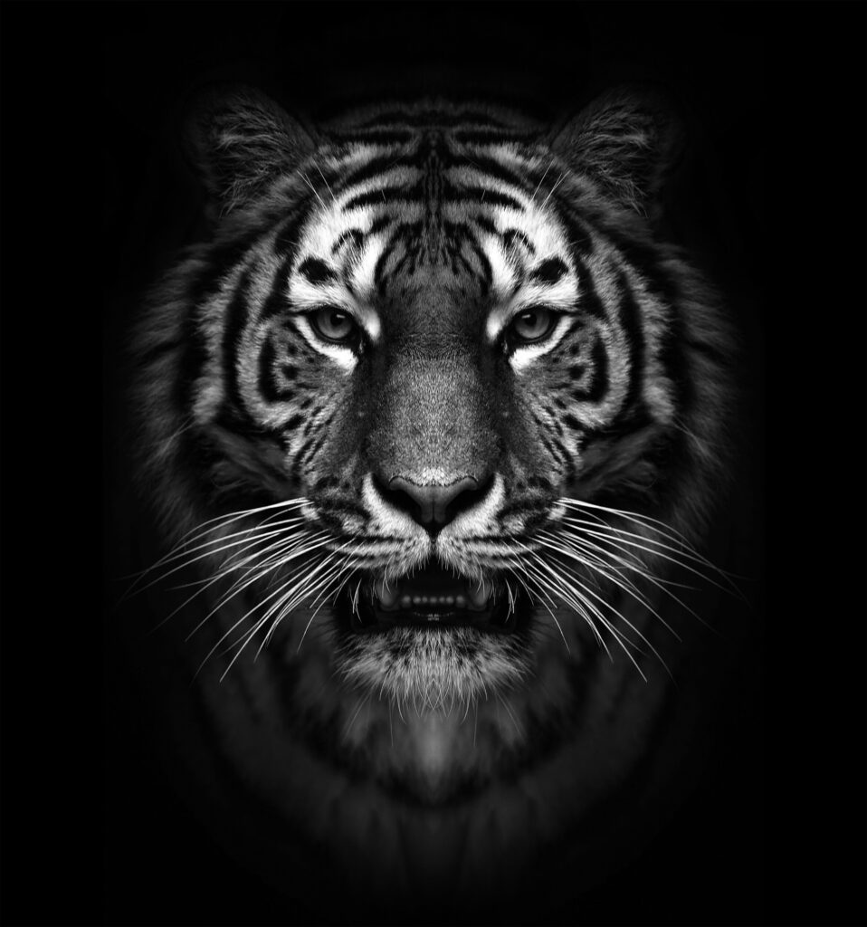 ToF Fotobehang tijger close-up in zwart-wit