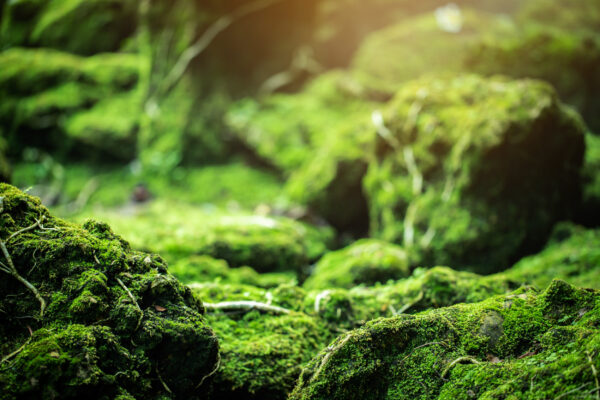 ToF Fotobehang jungle groen mos