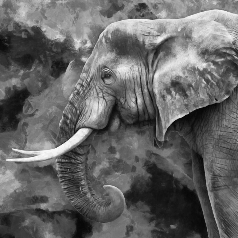 ToF Behang olifant getekend in zwart-wit