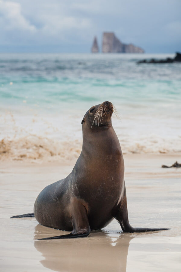 ToF Fotobehang dieren zeehond op een strand