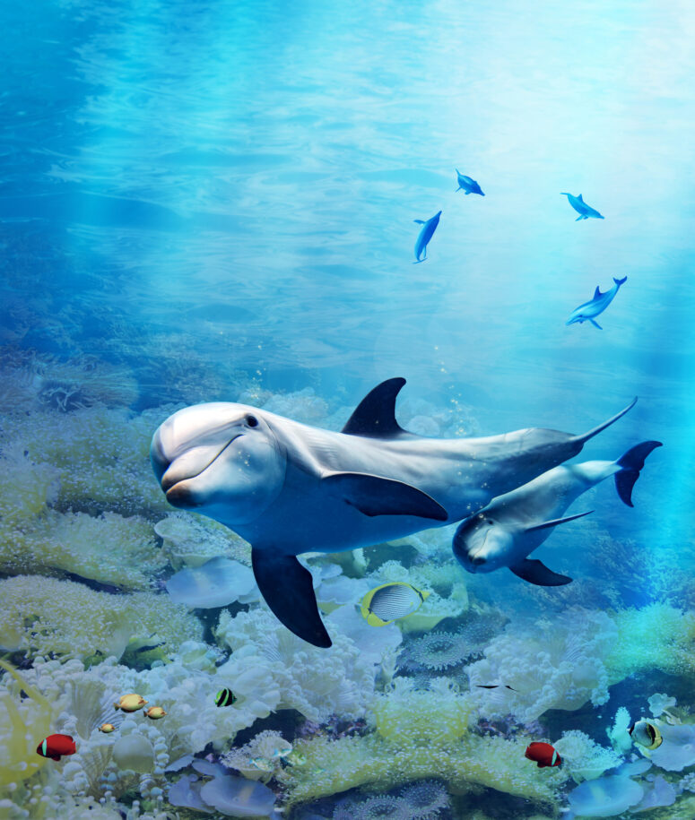 ToF Behang dier getekende dolfijnen in verschillende kleuren