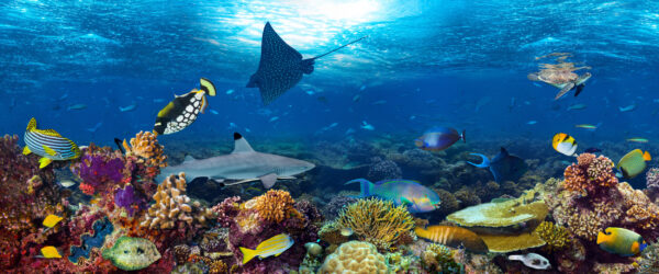 ToF Behang onder water veel verschillende tropische dieren