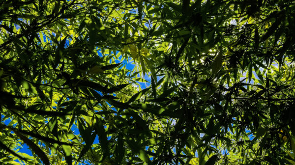 ToF Fotobehang jungle blauwe lucht boven bladerdek