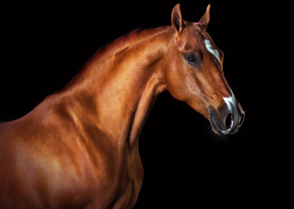 ToF Fotobehang paard close-up met zwarte achtergrond