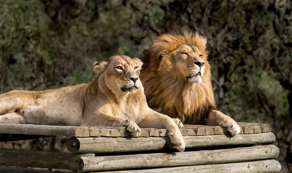 ToF Fotobehang leeuw vrouwtje met mannetje