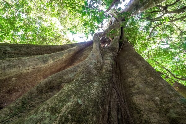 ToF Fotobehang jungle oude boom