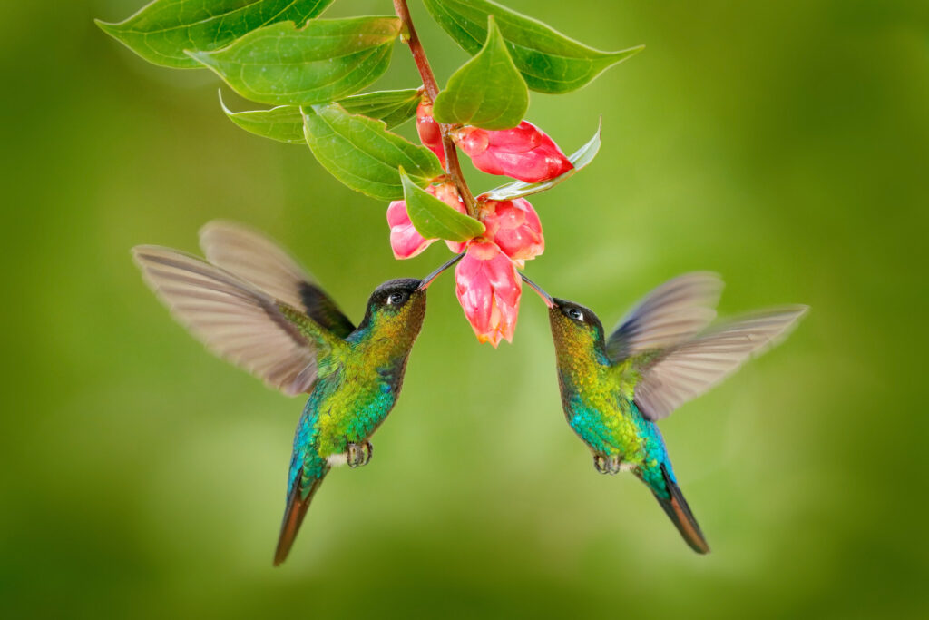 ToF Behang vogel twee kolibries bij een roze bloem