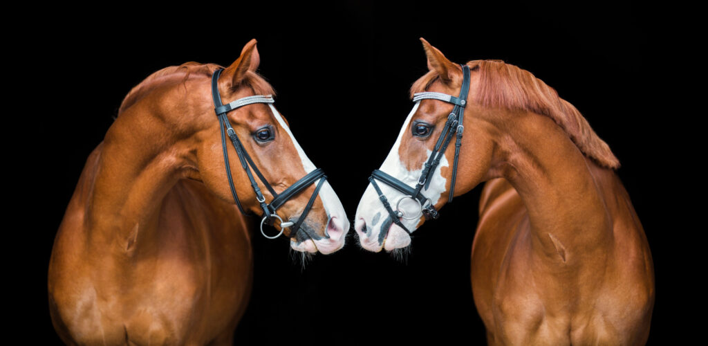 Tof Fotobehang paarden die elkaar aankijken