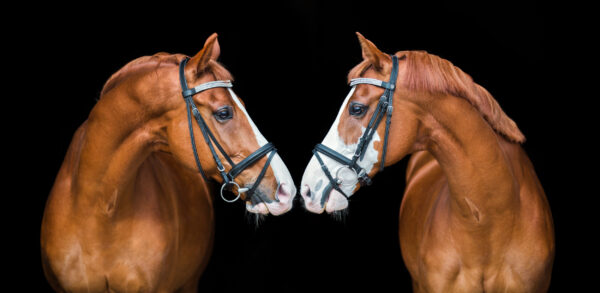 Tof Fotobehang paard van paarden die elkaar aankijken