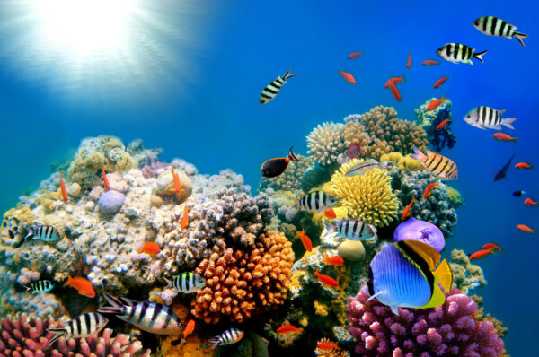 ToF Fotobehang onder water koraal