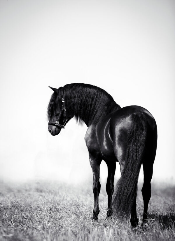 ToF Fotobehang paard zwart in weilend zwart-wit