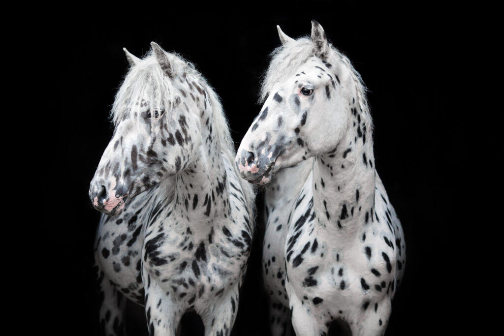 ToF Fotobehang paard portret van twee Appaloosa paarden