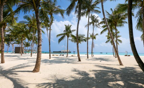 ToF Behang palmbomen aan het strand