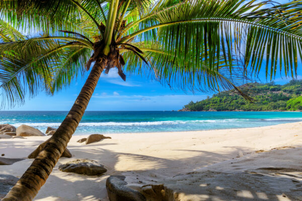 ToF Behang tropisch strand met palmboom