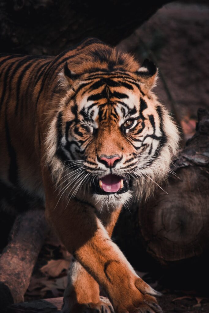 ToF Fotobehang tijger die dreigend op je afloopt