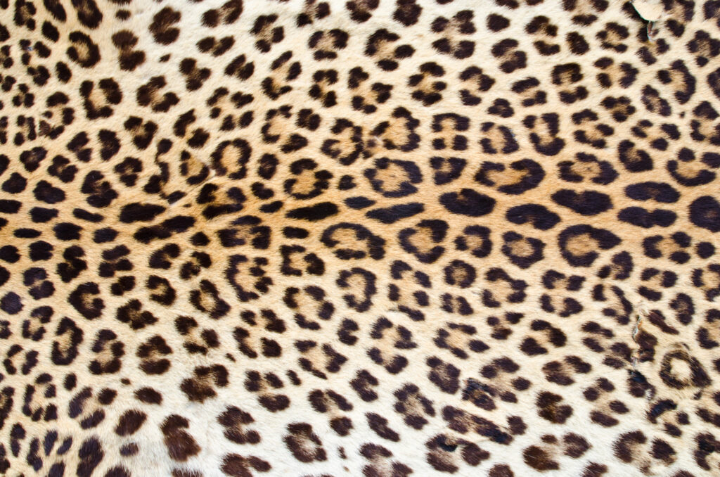 ToF Behang luipaardprint stuk huid close-up