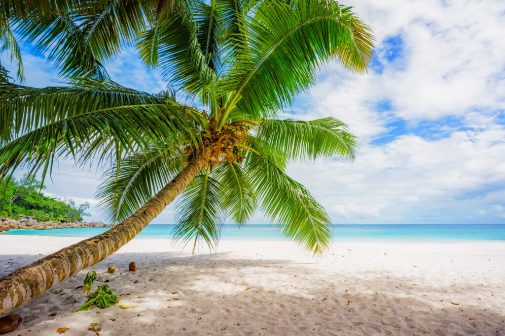 ToF Fotobehang palmboom op tropisch strand