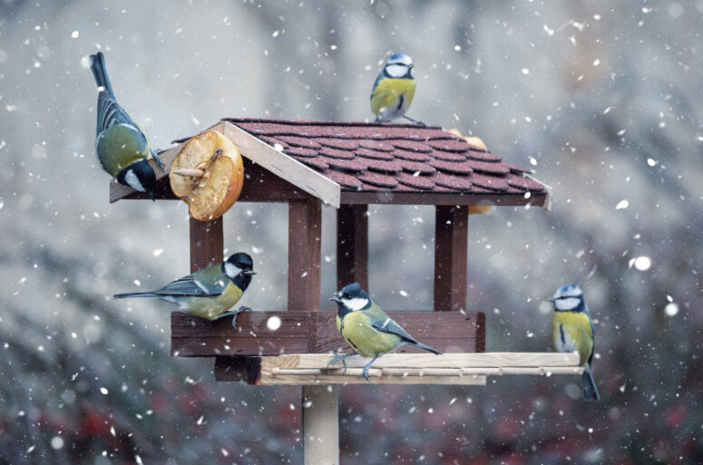 ToF Fotobehang vogels in de sneeuw