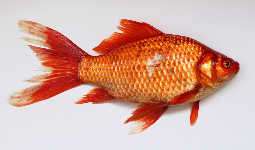 ToF Fotobehang vis goudvis op witte achtegrond