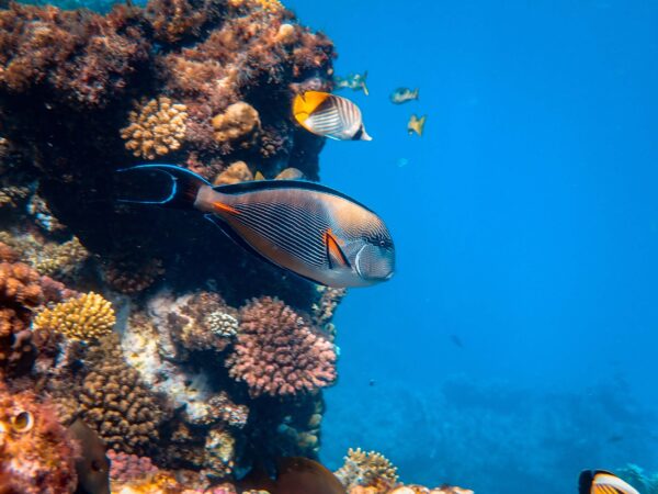 ToF Fotobehang vis tropische vissen bij koraal