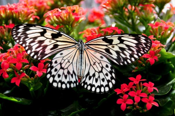 ToF Behang vlinder met zwart-witte vleugels idea leuconoe