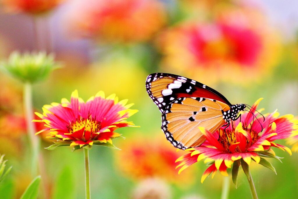ToF Fotobehang vlinder monarchvlinder  op geelroze bloemen