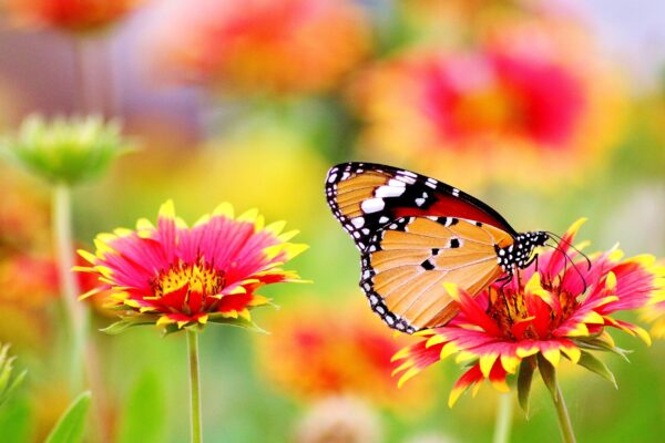 ToF Fotobehang vlinder monarchvlinder op geelroze bloemen
