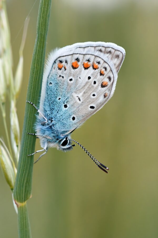 ToF Behang vlinder heideblauwtje of icarusblauwtje op een stengel