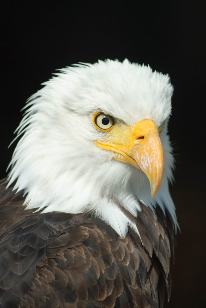 ToF Fotobehang vogels close-up Amerikaanse zeearend
