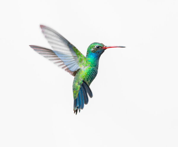 ToF Fotobehang vogels kolibrie met witte achtergrond