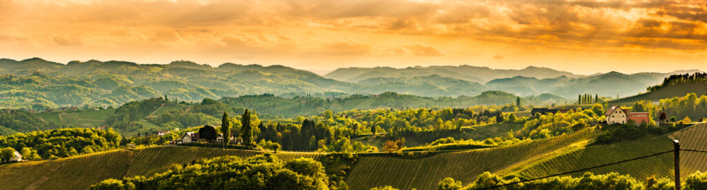 ToF Behang landschap groen wijngaarden