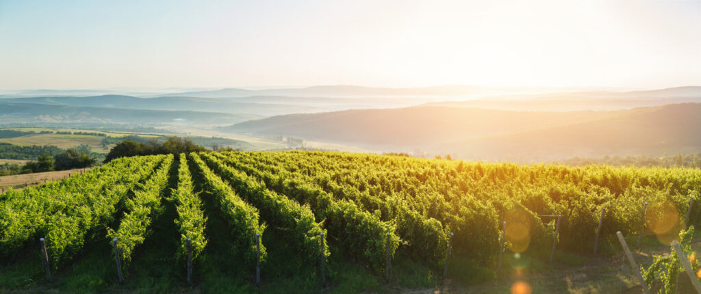 ToF Behang landschap wijngaarden