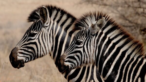 ToF Behang zebra close-up van twee koppen