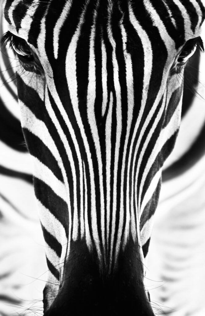 ToF Behang dier close-up zebra zwart-wit