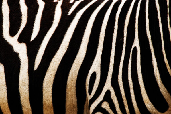 ToF Behang zebraprint close-up huid