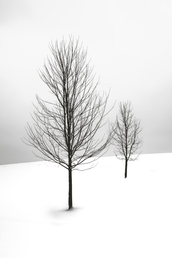 ToF Fotobehang zwart-wit twee kale bomen in de sneeu